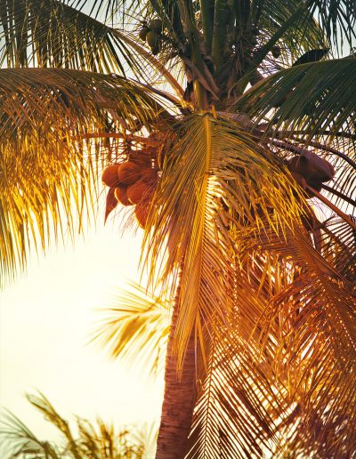 Palme, Bali, Sonnenaufgang, Indonesien, Cocosnuss