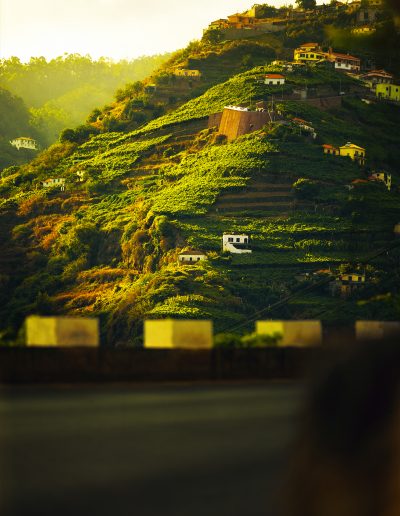 Madeira, Weinberg, Stadt, Dorf, Tourismus